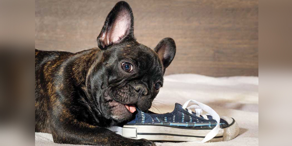 Separation anxiety: Treating dogs in the wake of COVID-19