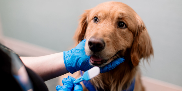 Animal therapy aids humans, canines