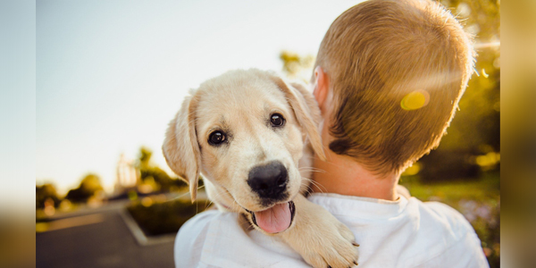 San Francisco top dog for canines