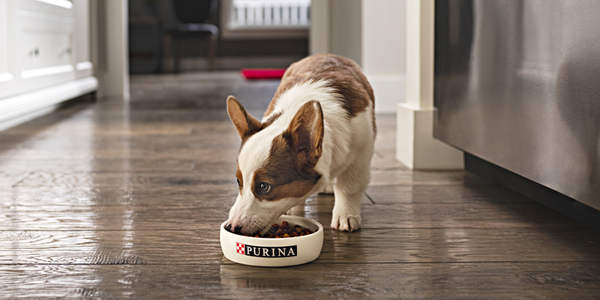 Pups may not be getting the nutrition they need