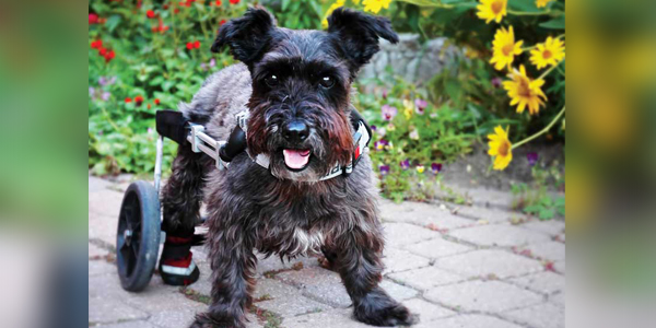 Chronic pain in dogs: The gift that keeps on giving