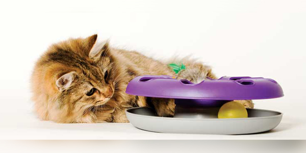 Understanding the cat code