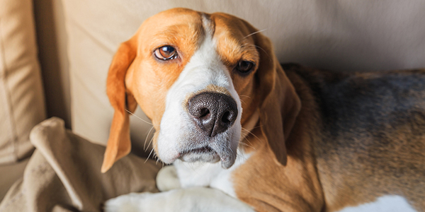 Animal pain council bolstered with partnership