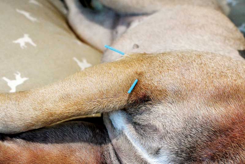 Photo courtesy Firn / iStock / Getty Images Plus There is little high-quality clinical research on veterinary acupuncture, and the widespread belief it is an effective therapy is based mostly on anecdote and low-quality evidence.
