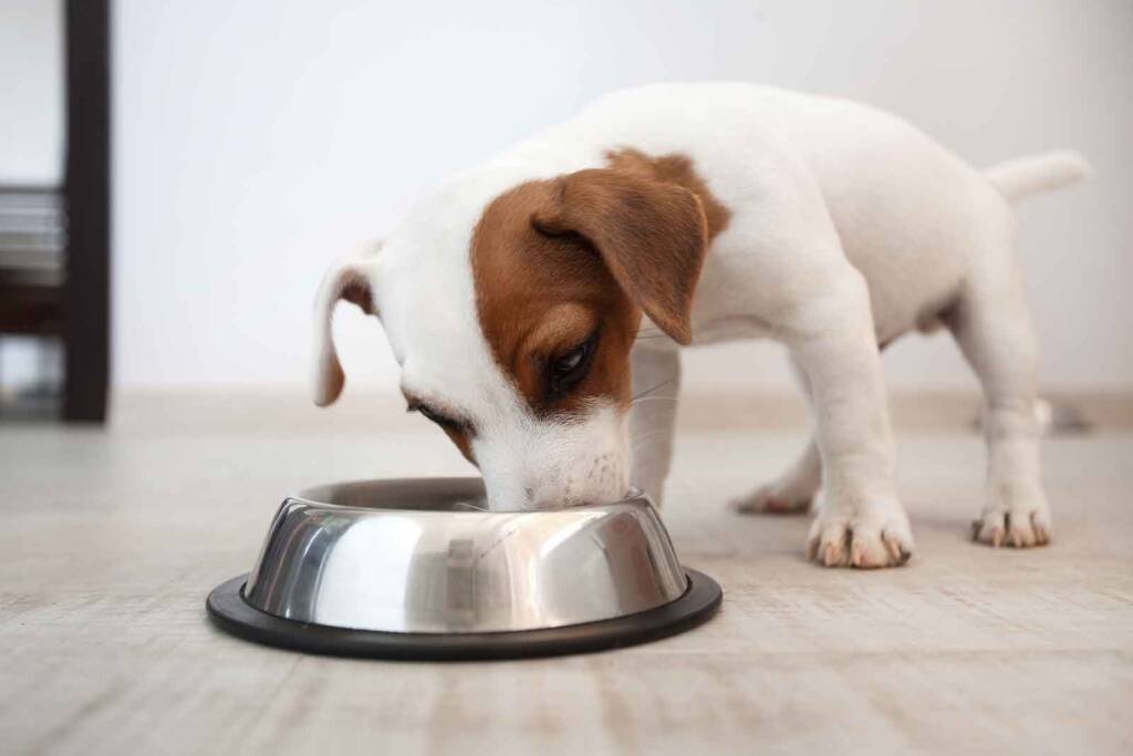 Food is love—So why is nutrition a problem area for veterinarians?