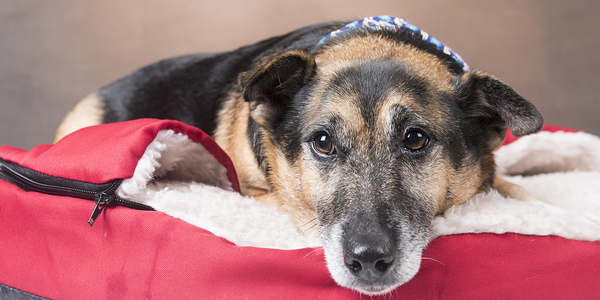 Displaced Oregon pets offered sanctuary