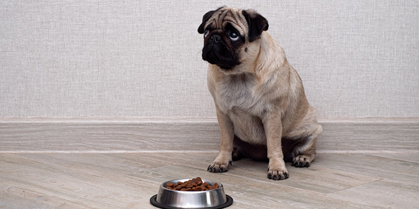 Fatty, meaty aromas tempt dogs to eat
