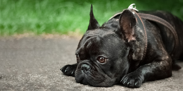 Genetic test resource helps breed healthier dogs