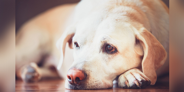 Animal Pain Awareness Month kicks off
