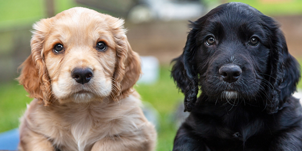 Preventative for deadly puppy disease may be imminent