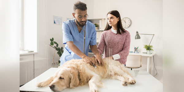 Euthanasia certification strengthens client-veterinarian relationship