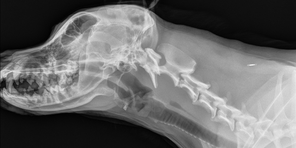 Battling the radiology backlog