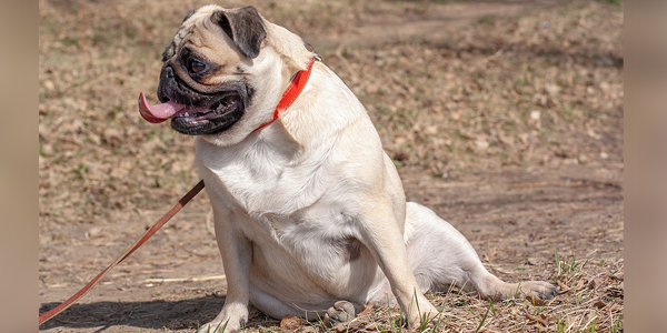 Charting puppy growth can avoid plump pooches