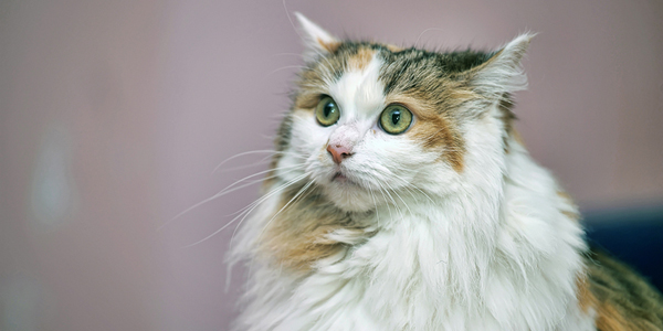 Intermittent fasting could regulate feline eating habits