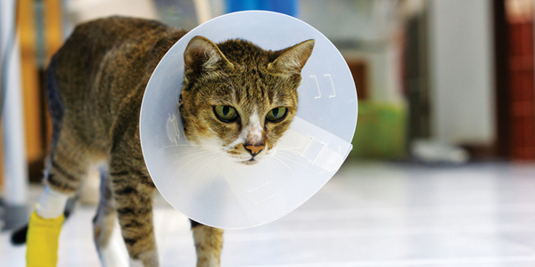 Teaching owners about pain in pets: A technician’s guide