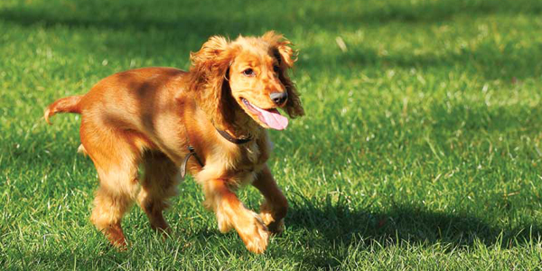 Heartworms in dogs: An ever-present global problem