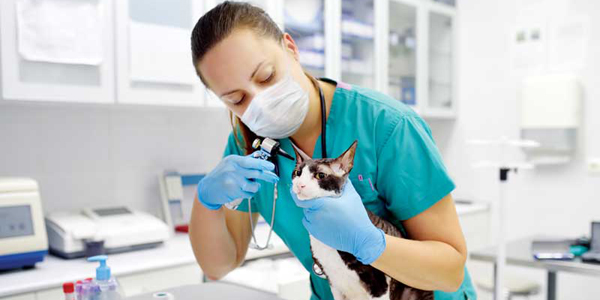 The world has changed. What does that mean for veterinary medicine?