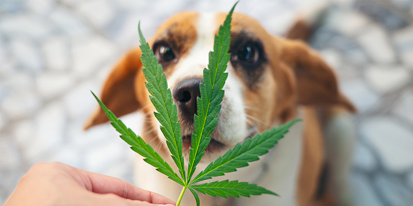 CBD may reduce severity, frequency of canine seizures, study shows