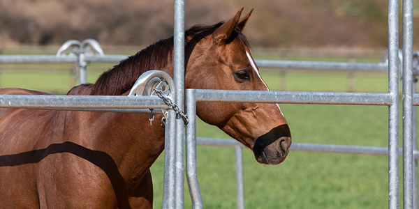 Arrest made in $1-million equine drug theft