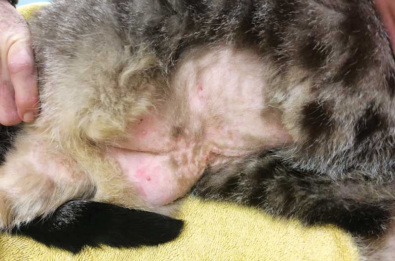 Abdominal self-induced hair loss and rash from environmental allergies in a domestic short-haired cat. Photo courtesy Wayne Rosenkrantz