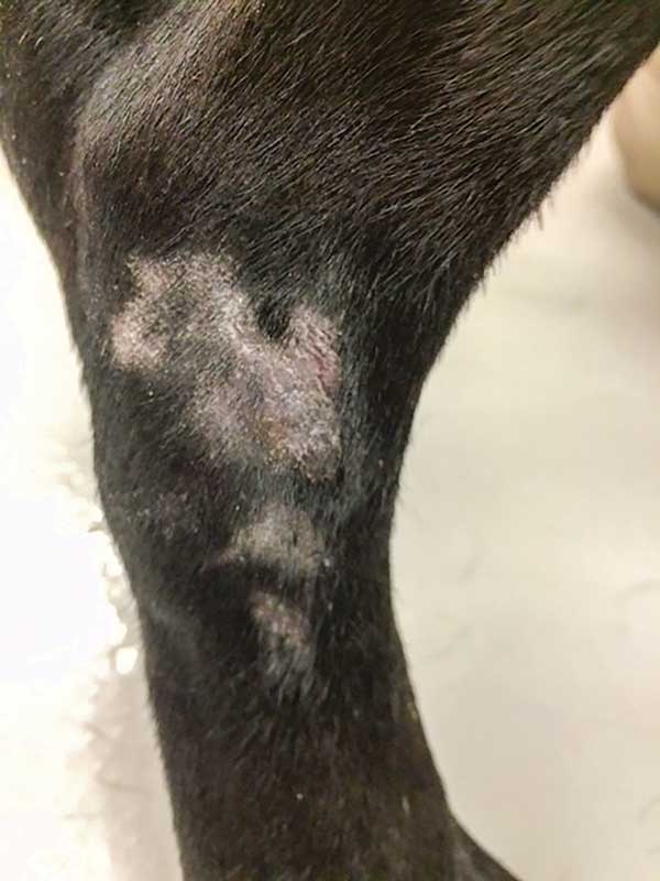 The same dog pictured previously six weeks later after being treated topically twice daily.