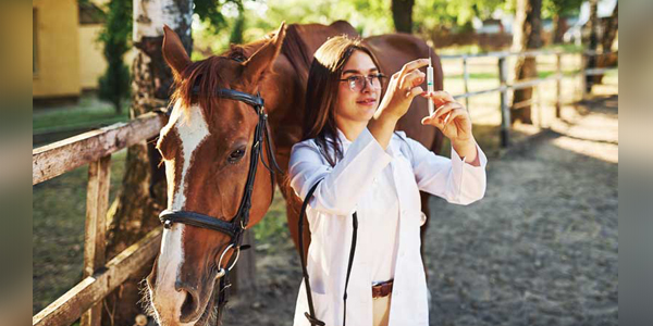 Corticosteroids and laminitis:  Much concern, little evidence