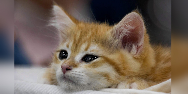 Kittens yearn for mother’s touch in first weeks