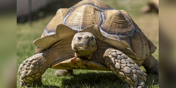 Prospective reptile owners require guidance, education