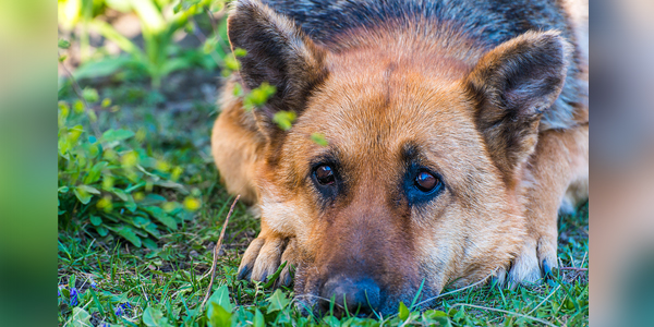 Joint lubricant could signal canine OA
