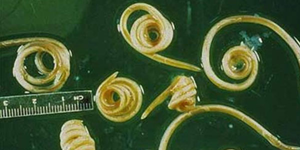 Hampton, Va., ranked top roundworm city for September