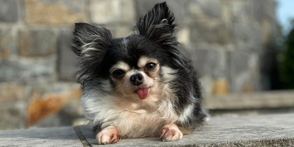 Little dog is big deal