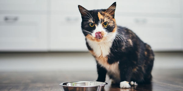 Feline appetite stimulant aids in CKD-caused weight loss