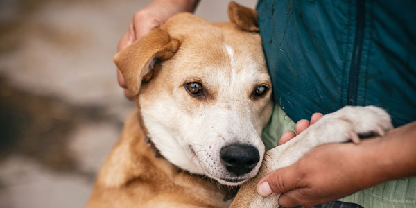 Prep, considerations required to save animal lives in emergencies
