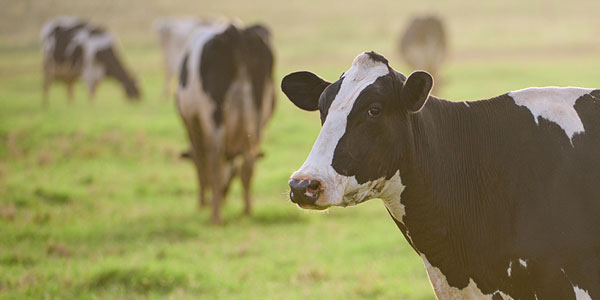 Pet health, agro safety focus of animal tech startups