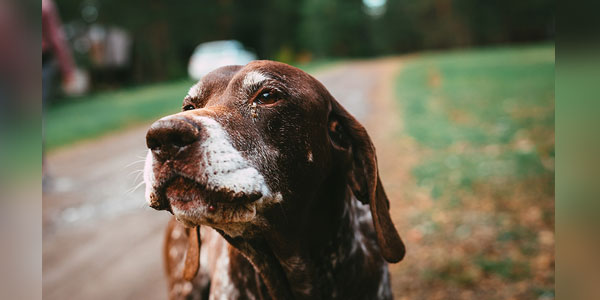 Revert back to pre-pandemic heartworm practices