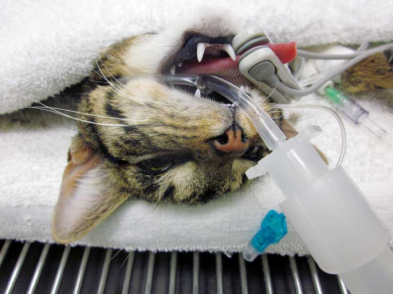 Why is my patient waking up while still under anesthesia? LaptrinhX