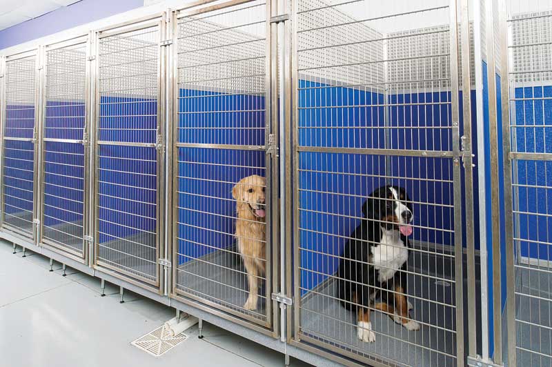 mason dog kennels