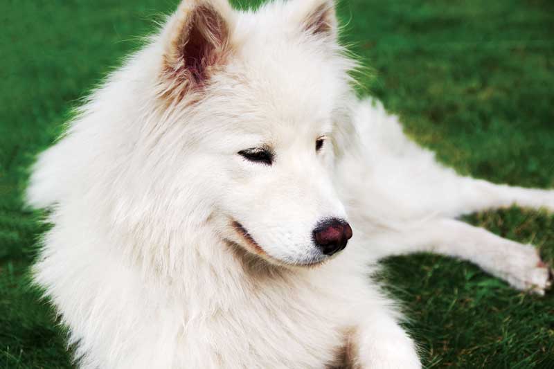 Some breeds, such as Samoyed, are at an increased risk of diabetes mellitus.