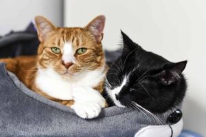 A K-State study says cats can be asymptomatic carriers of the novel coronavirus, but there is no evidence of human spread