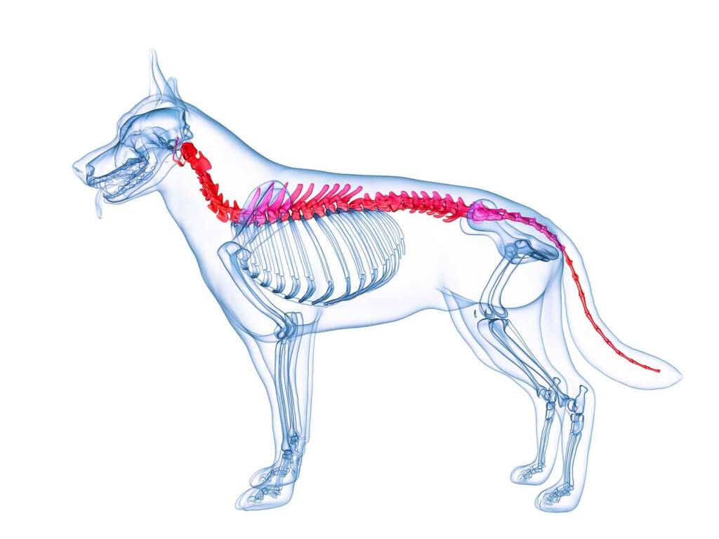 Veterinary chiropractic: A friend or foe to your patients?