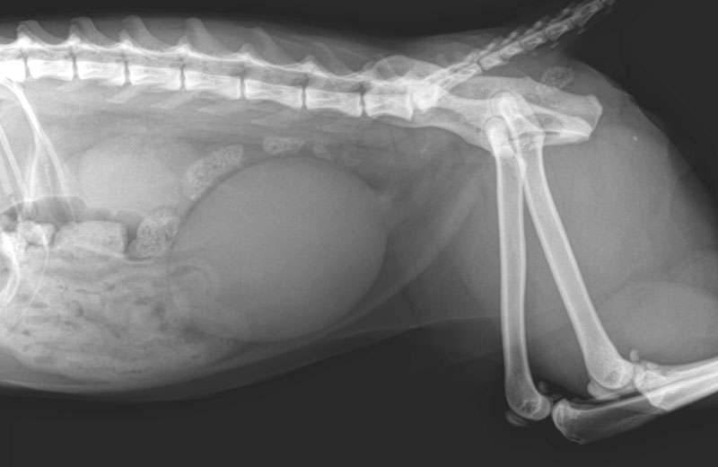 Brain Teaser: A six-year-old male cat presents in severe pain, straining to urinate, and with a palpably enlarged bladder.