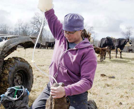 Photo courtesy Animal Planet/Bell Media Hudson Reykdal hydrates a calf using a dripbag. Photo courtesy Animal Planet/Bell Media
