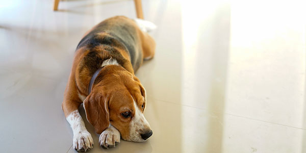 Individualized care central to trial canine osteosarcoma treatment method