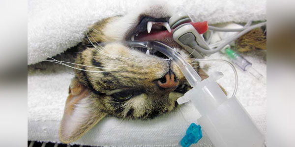 Why is my patient waking up while still under anesthesia?