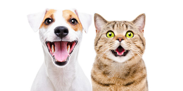 Hospital group renews deal with veterinary payment co.