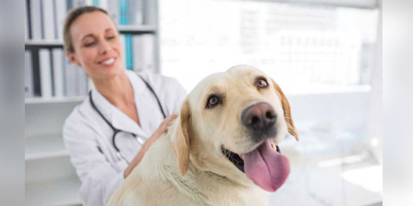 The price is right: How preventive care pricing can boost your practice