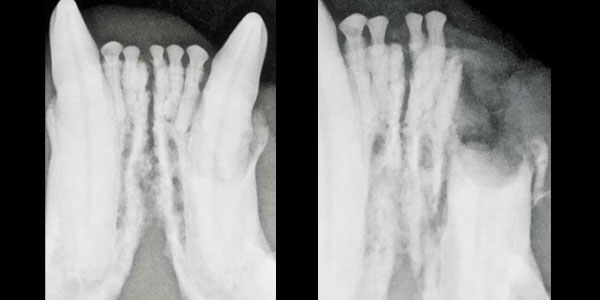 Cat extractions are not small dog extractions