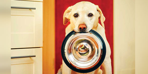 Veterinary nutritionists: A secret ingredient for pet health