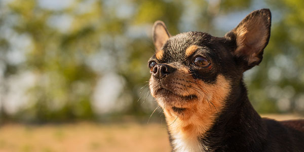 #CurePetCancer aims to defeat deadly disease