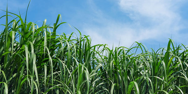 Pet food supplier scores top marks in sustainability